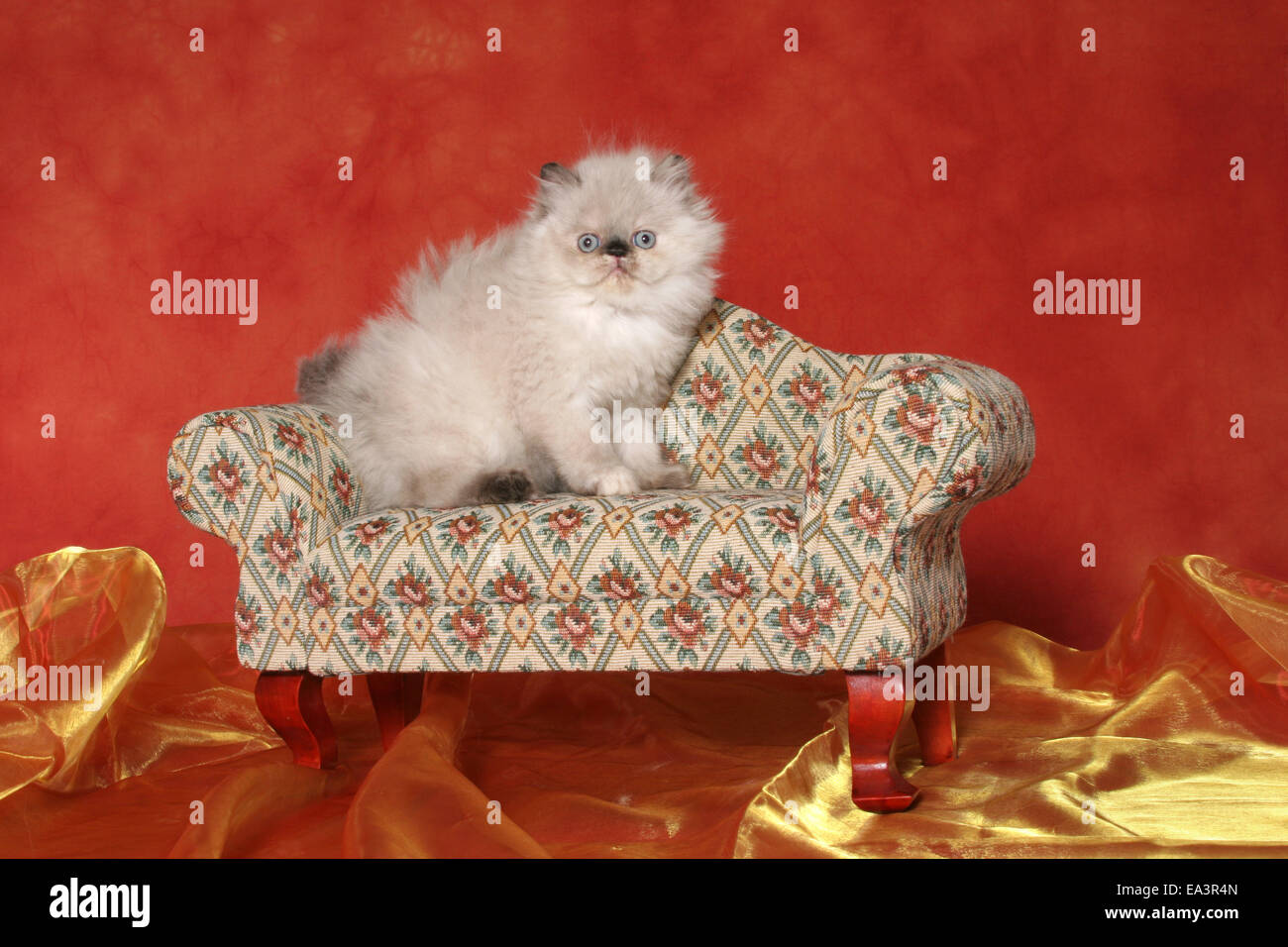 Il persiano gattino sul divano Foto Stock