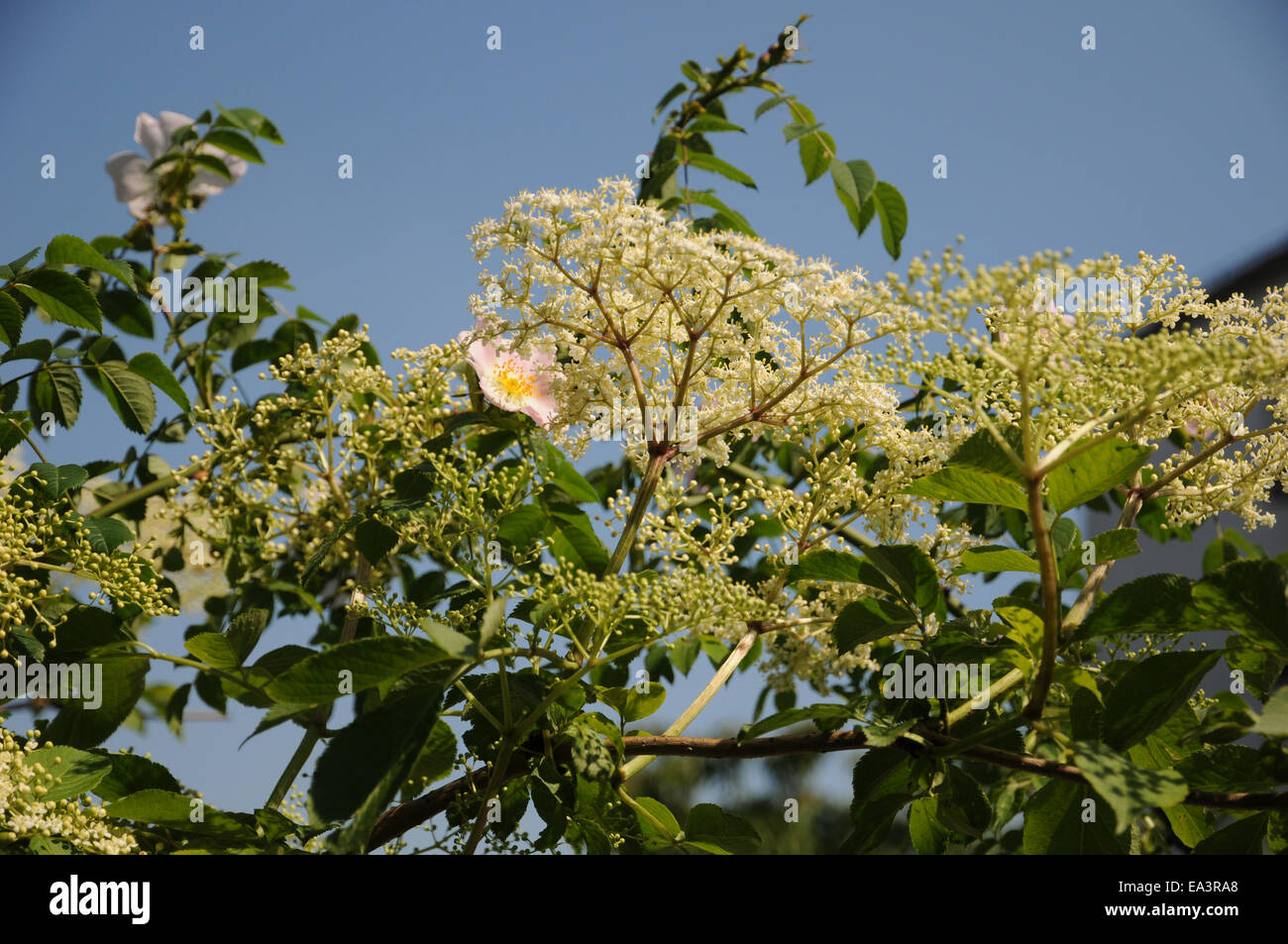 Sambuco nero Foto Stock