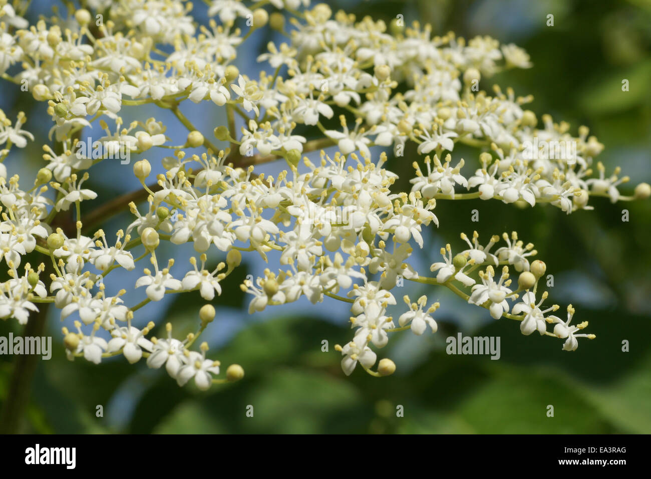 Sambuco nero Foto Stock