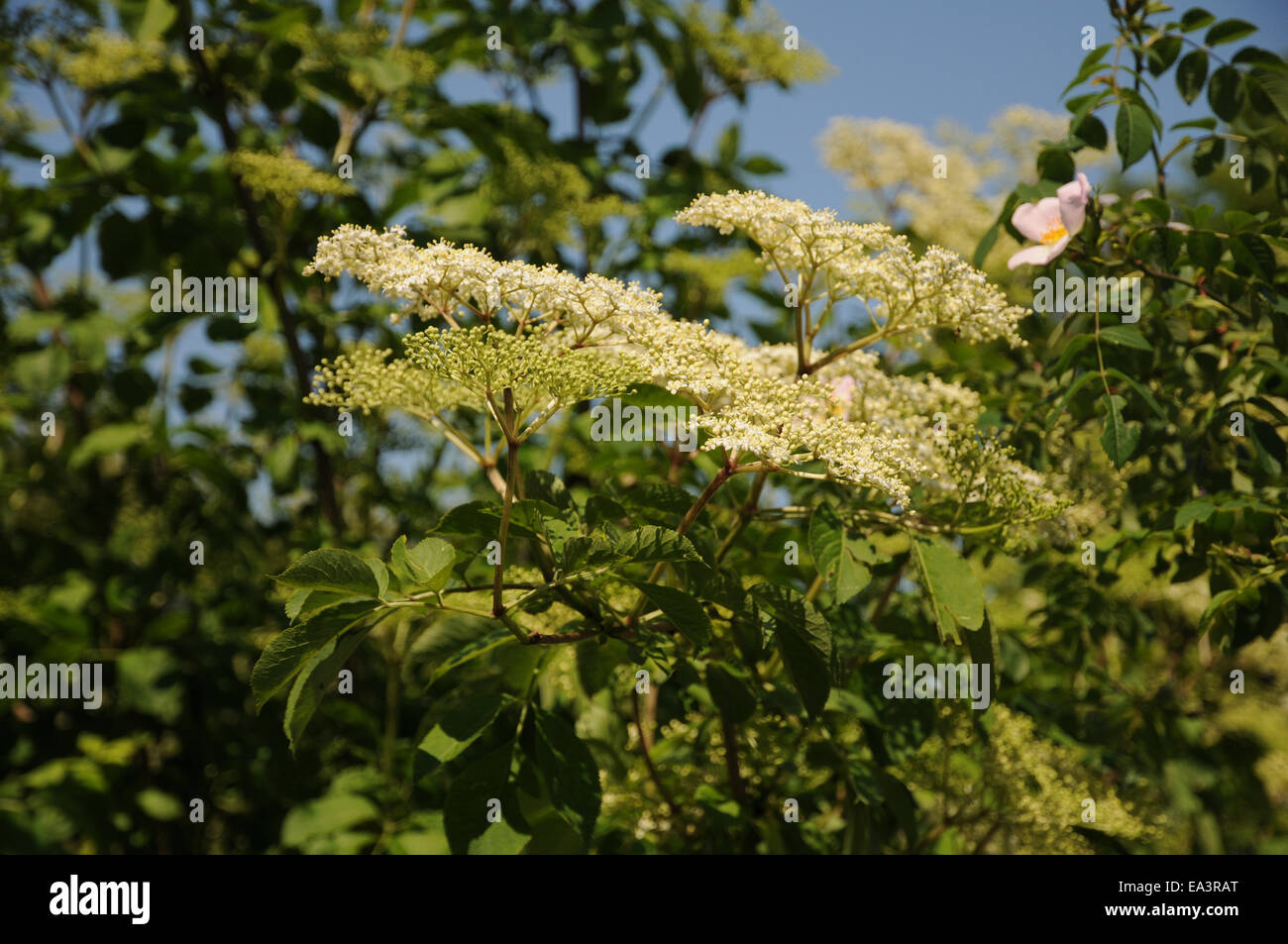 Sambuco nero Foto Stock