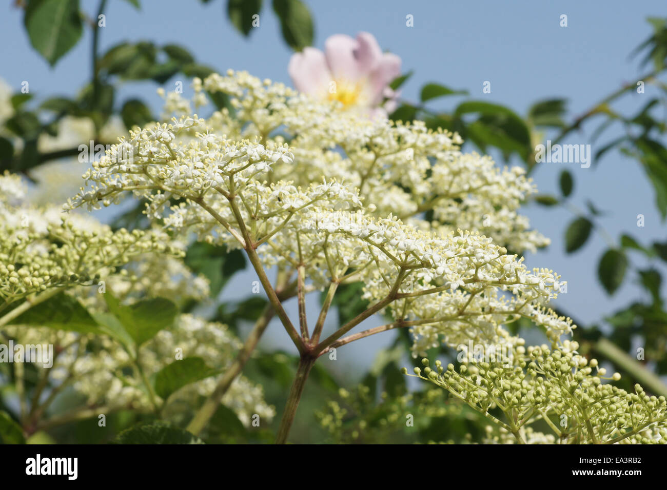 Sambuco nero Foto Stock