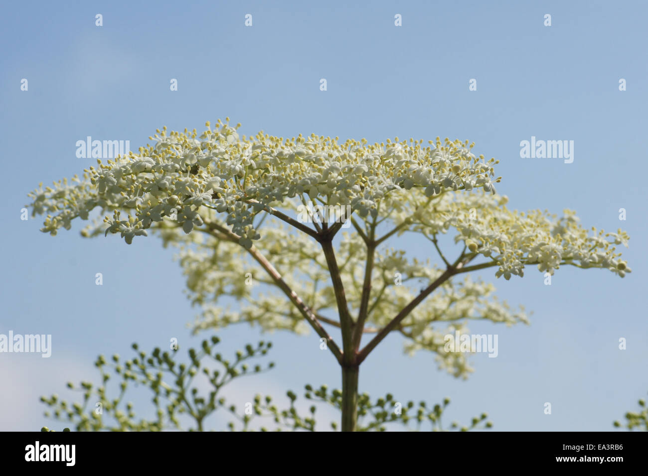 Sambuco nero Foto Stock