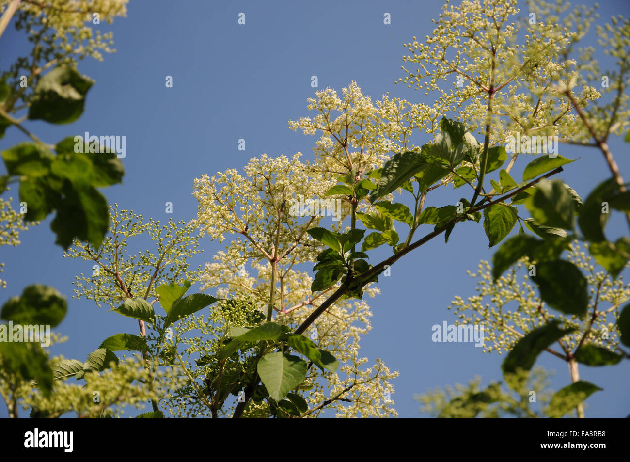 Sambuco nero Foto Stock