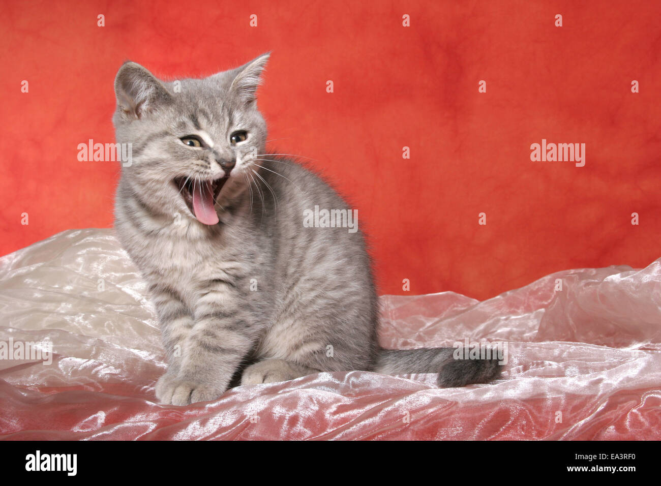 British Shorthair kitten Foto Stock