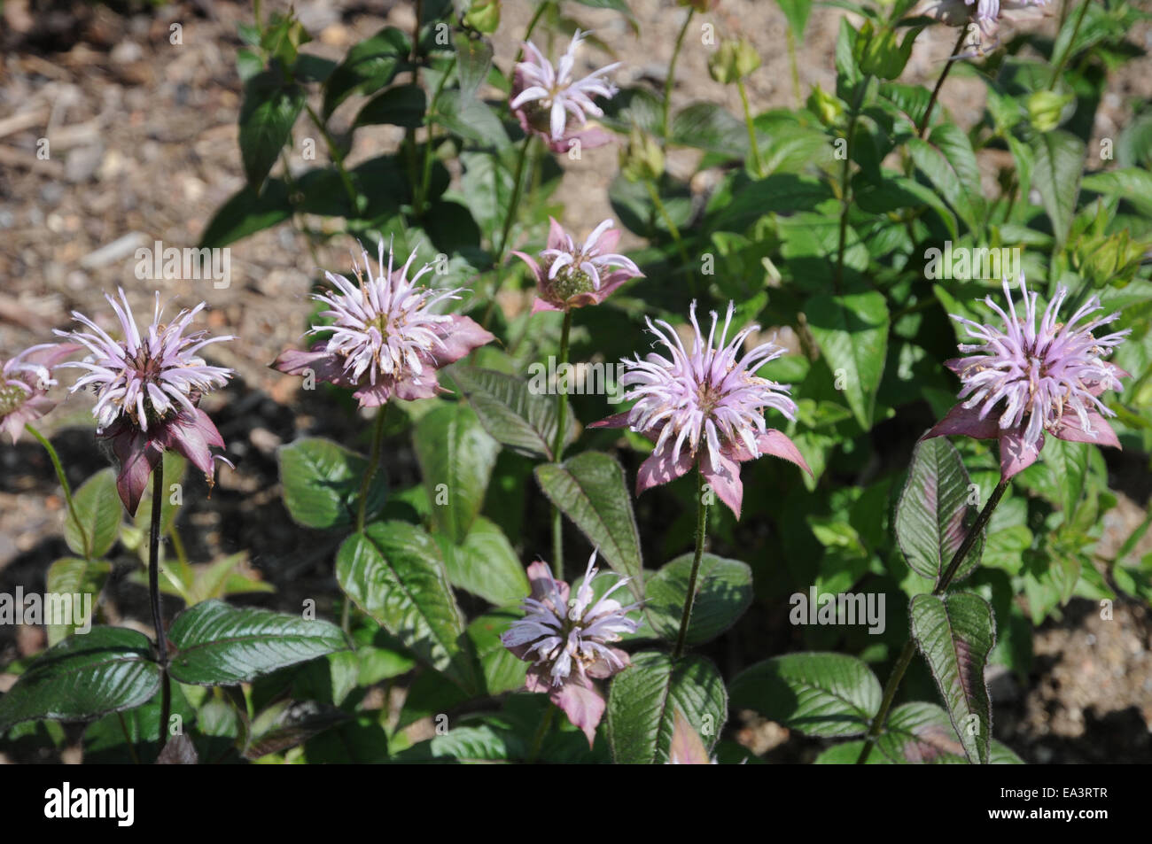 Beebalm orientale Foto Stock