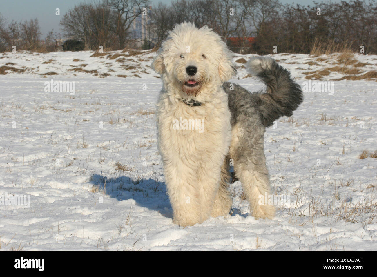 Standing Old English Sheepdog Foto Stock