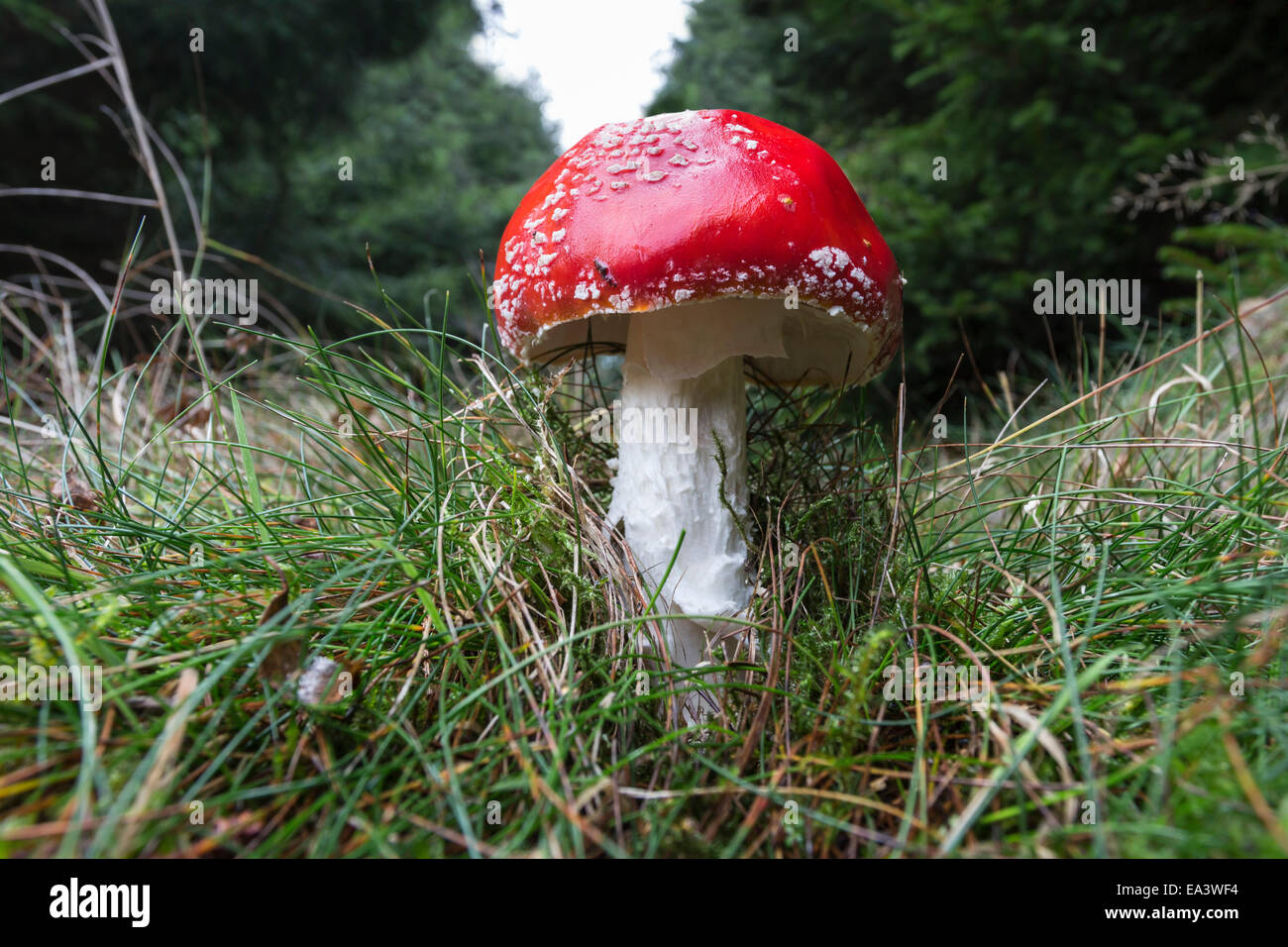 Fly Agaric amanita muscaria in habitat boschivo REGNO UNITO Foto Stock