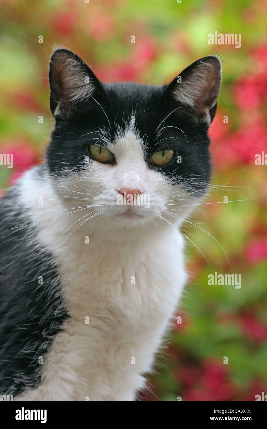 Il gatto domestico ritratto Foto Stock