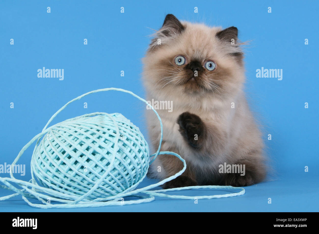 Gatto persiano colourpoint blue point immagini e fotografie stock ad alta  risoluzione - Alamy