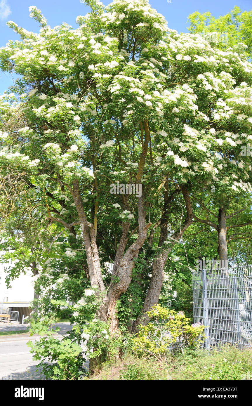 Sambuco nero Foto Stock