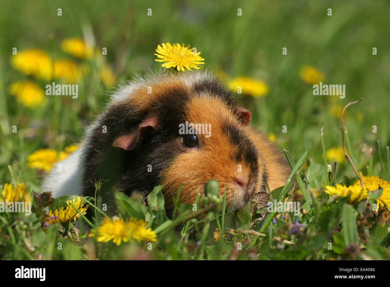 Noi Teddy cavia Foto Stock