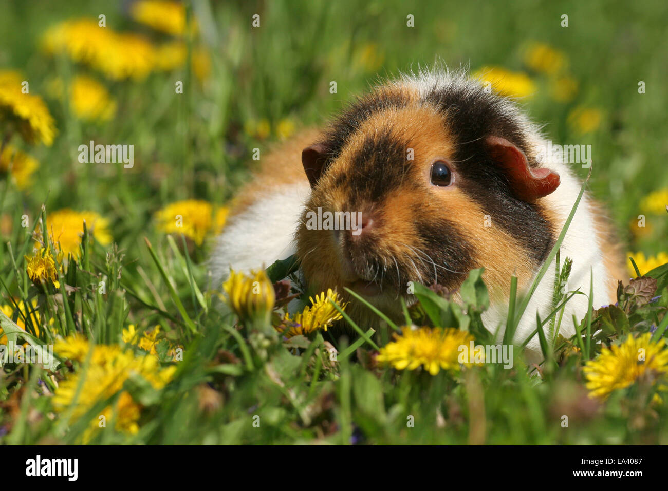Noi Teddy cavia Foto Stock