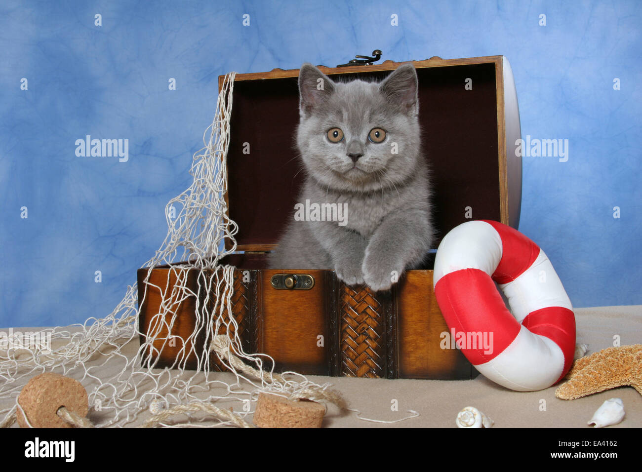 British Shorthair kitten Foto Stock