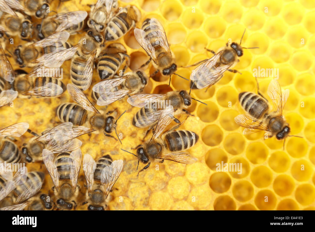 danza dell'ape Foto Stock