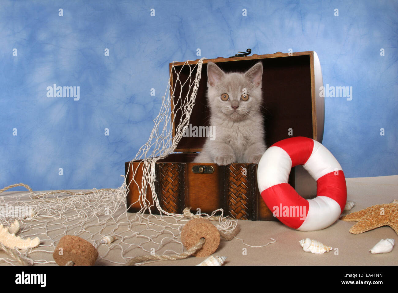British Shorthair Kitten Foto Stock