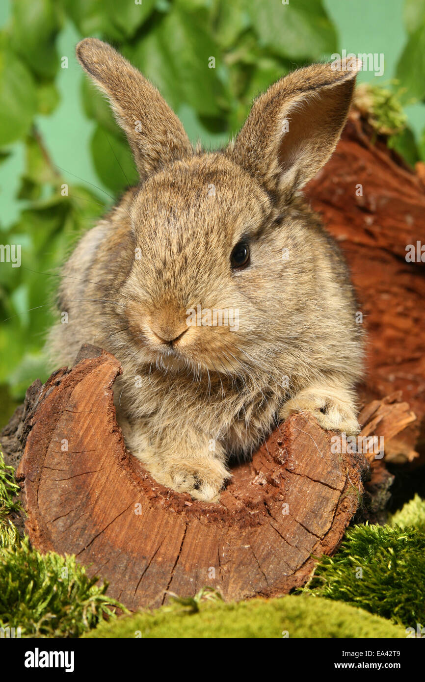 Giovani Dwarf Rabbit Foto Stock