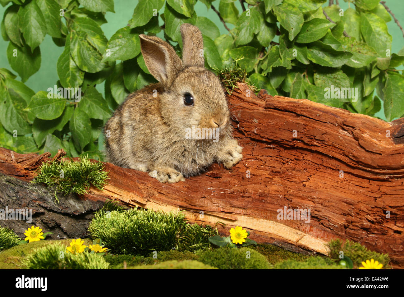 Giovani Dwarf Rabbit Foto Stock