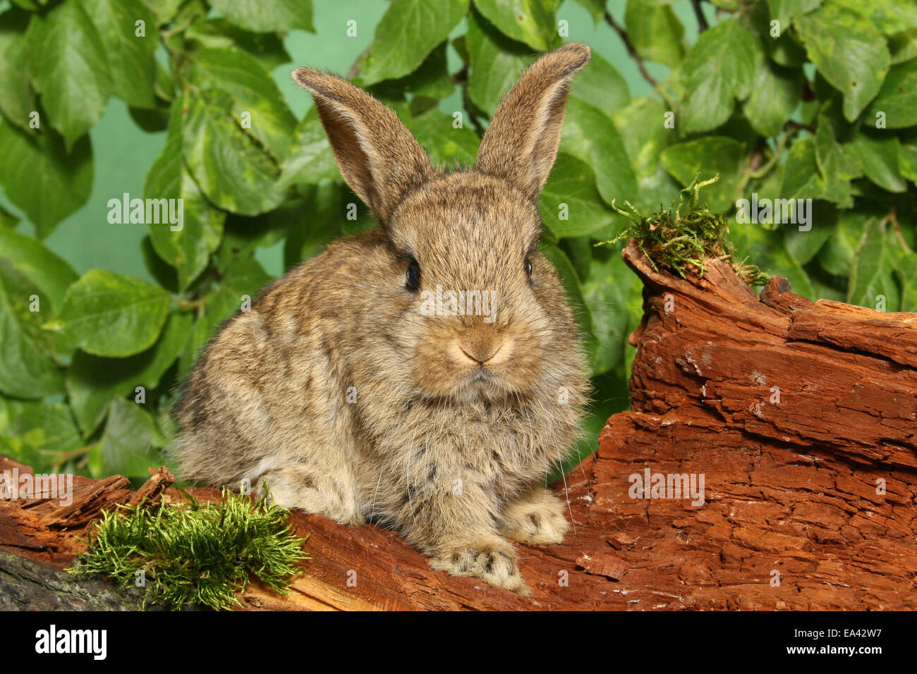 Giovani Dwarf Rabbit Foto Stock