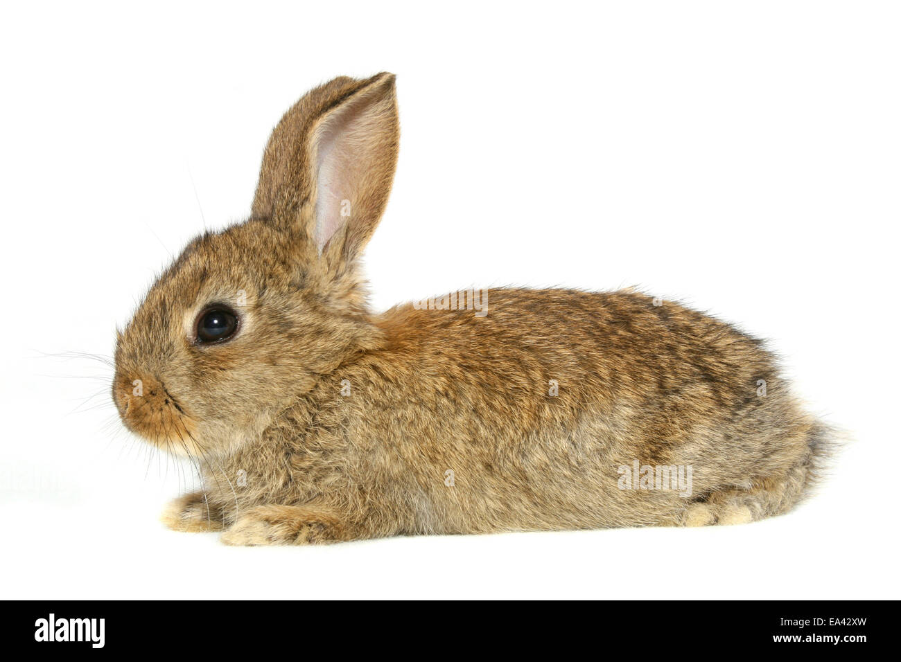 Giovani Dwarf Rabbit Foto Stock