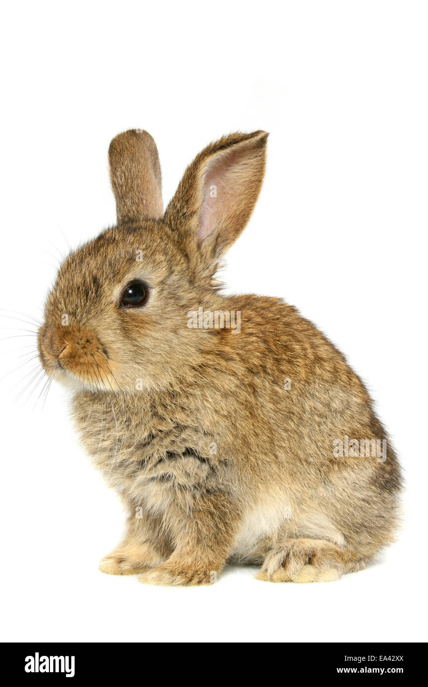 Giovani Dwarf Rabbit Foto Stock