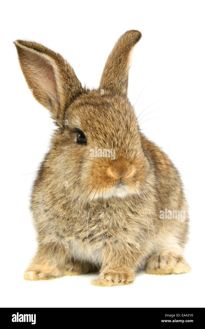 Giovani Dwarf Rabbit Foto Stock