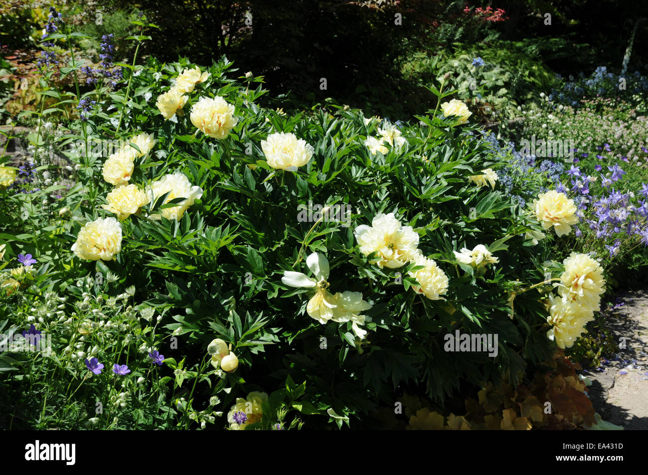 Peonia Foto Stock