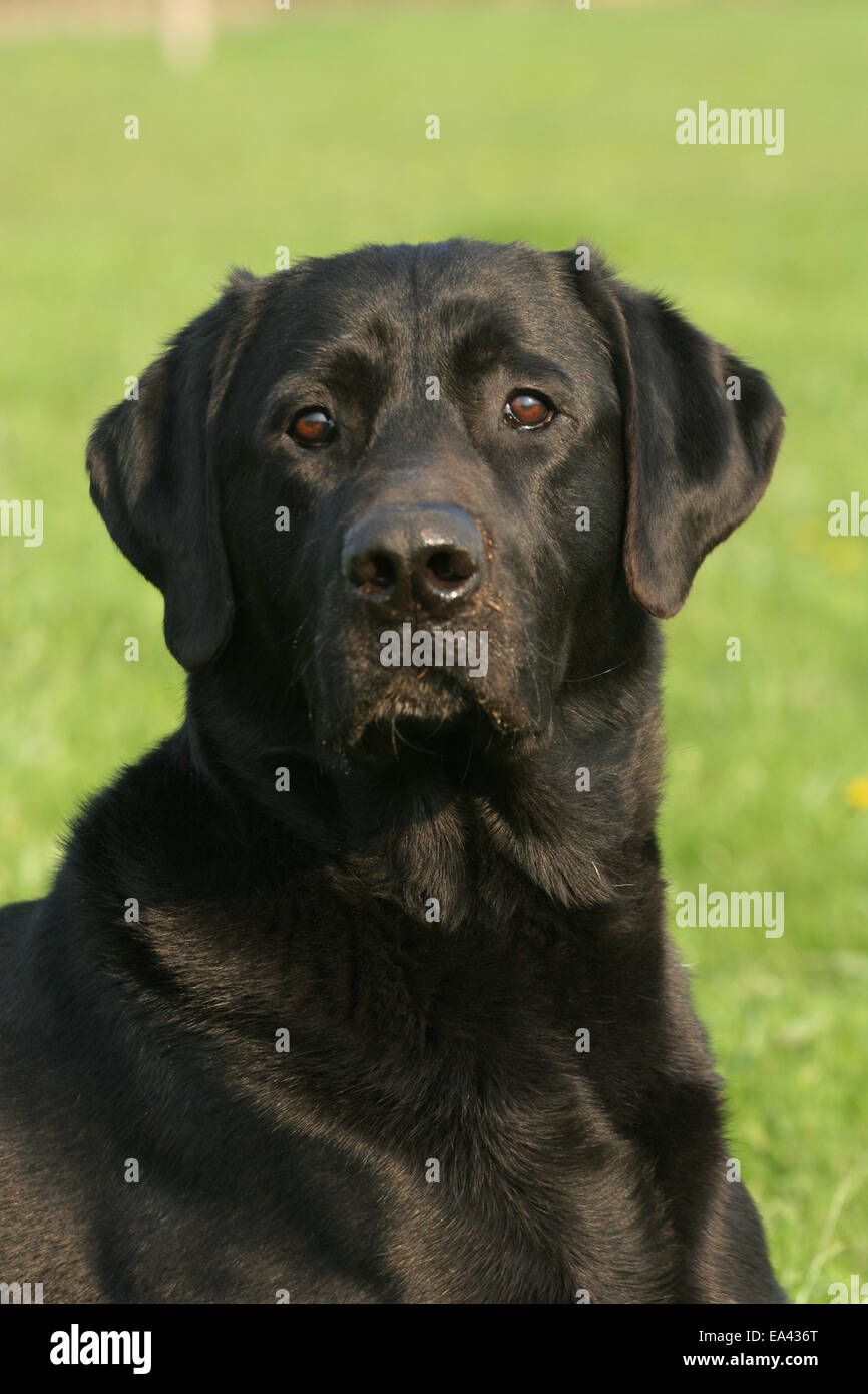 Il Labrador Retriever ritratto Foto Stock