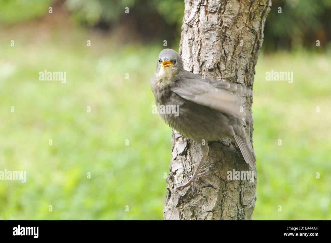 Starling europea Foto Stock