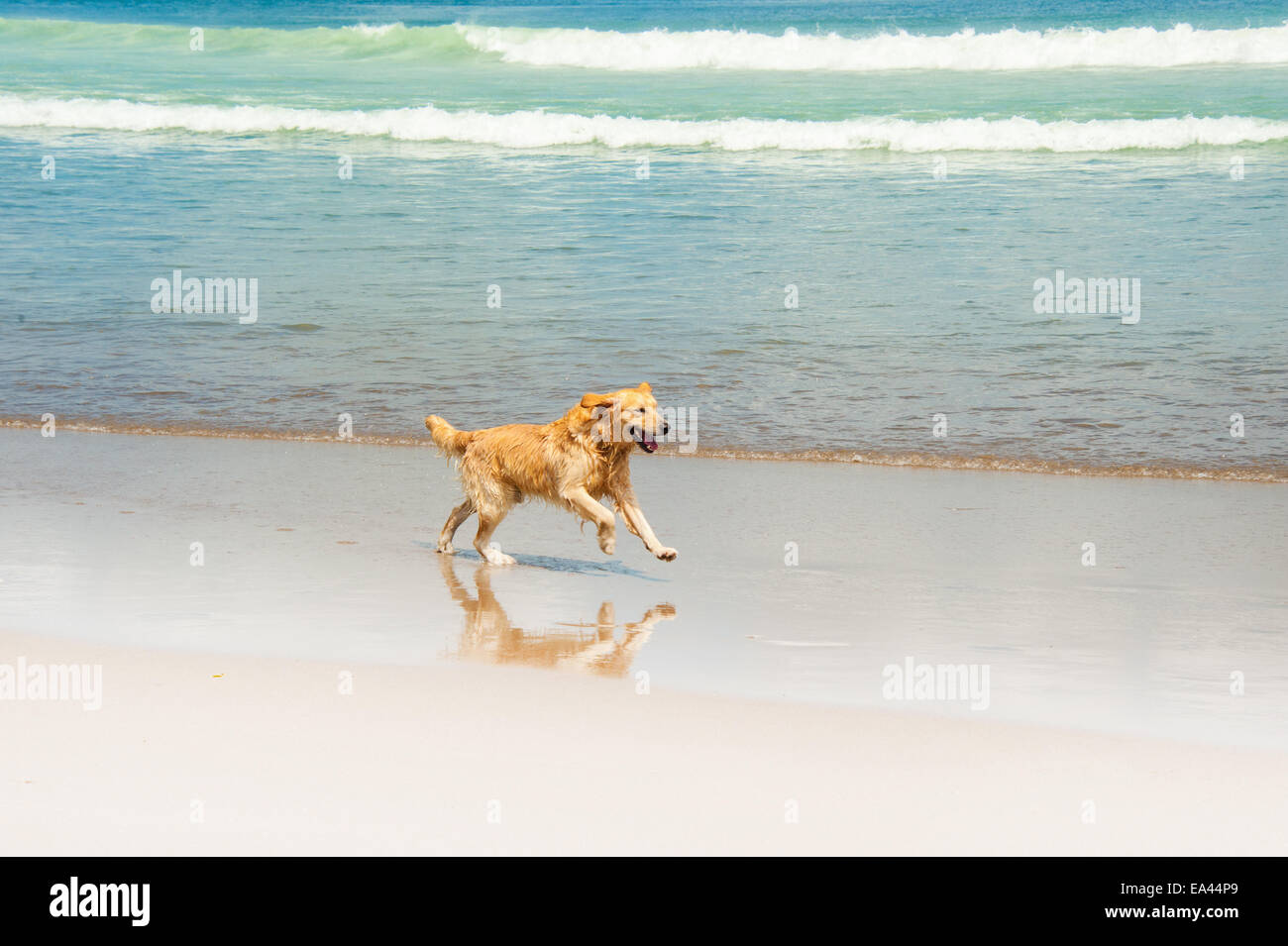 Felice Labrador giocando in spiaggia Foto Stock