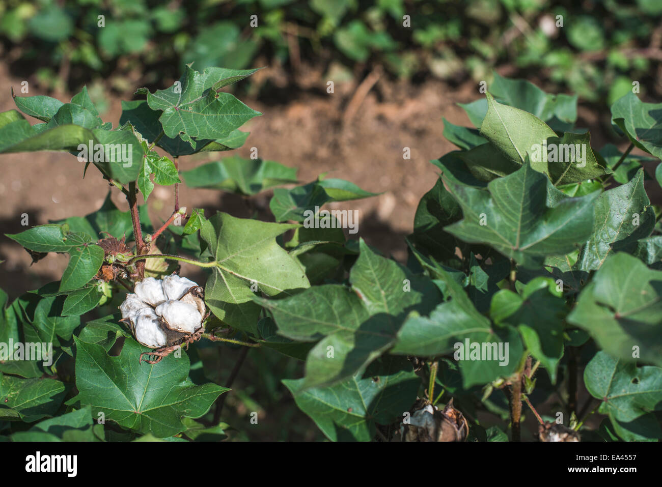 Piantagione di cotone. Foglie verdi. Fioritura di cotone Foto Stock