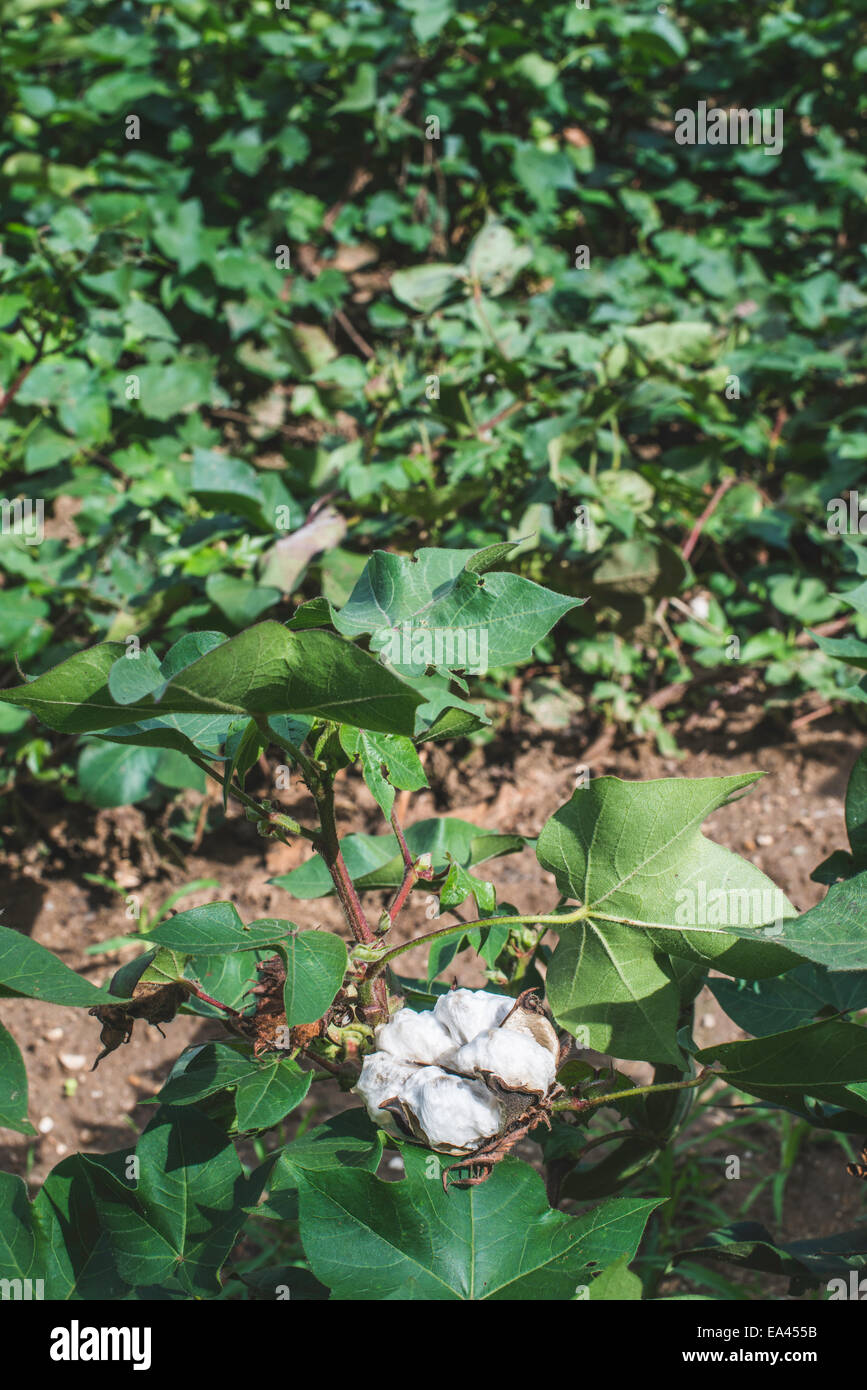 Piantagione di cotone. Foglie verdi. Fioritura di cotone Foto Stock