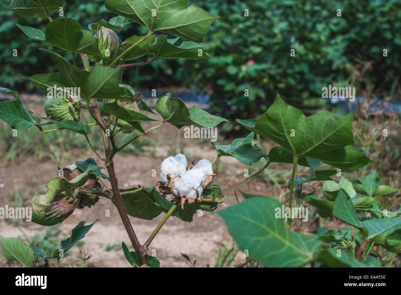 Piantagione di cotone. Foglie verdi. Fioritura di cotone Foto Stock