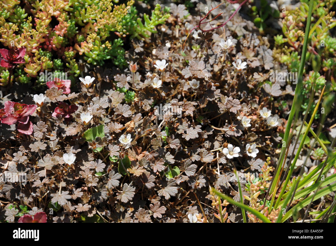 Geranio sessiliflorum Nigricans Foto Stock