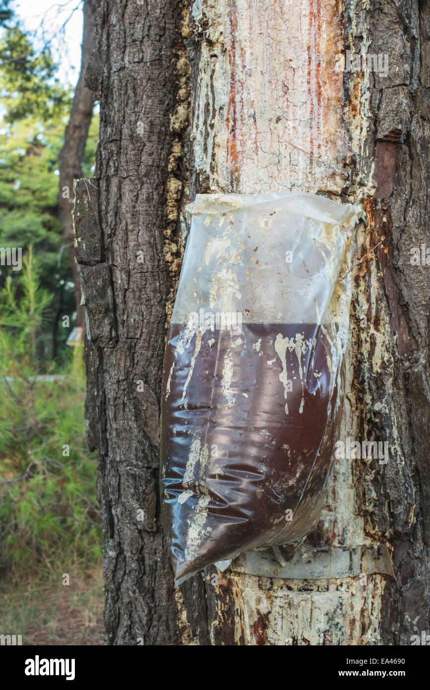 Raccolta della resina su albero di pino. Il sacchetto in plastica Foto  stock - Alamy