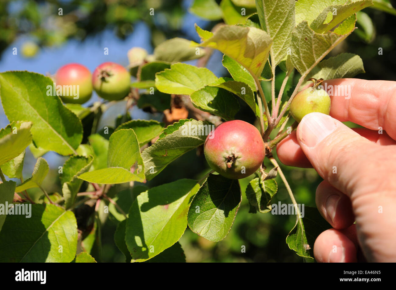 Apple assottigliamento ad albero Foto Stock