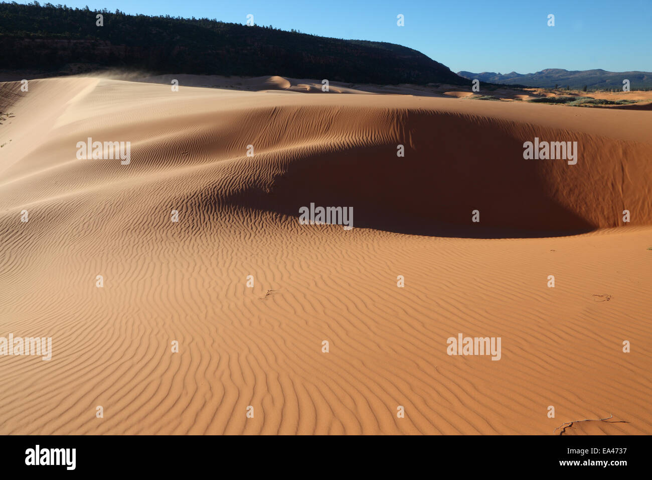La mattina presto sulla rosa dune di sabbia Foto Stock