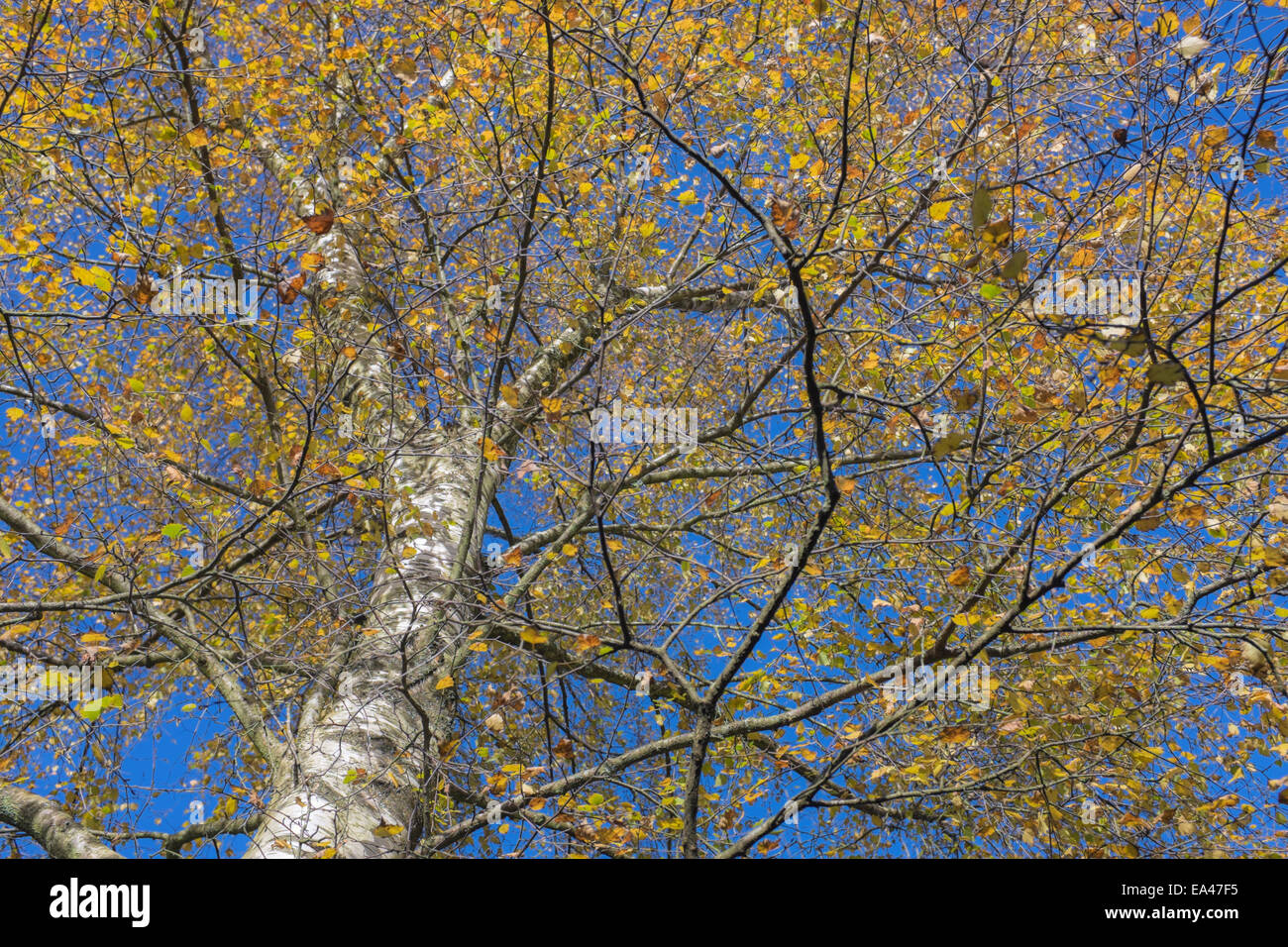 Cercando il tronco di un argento betulla. Foto Stock