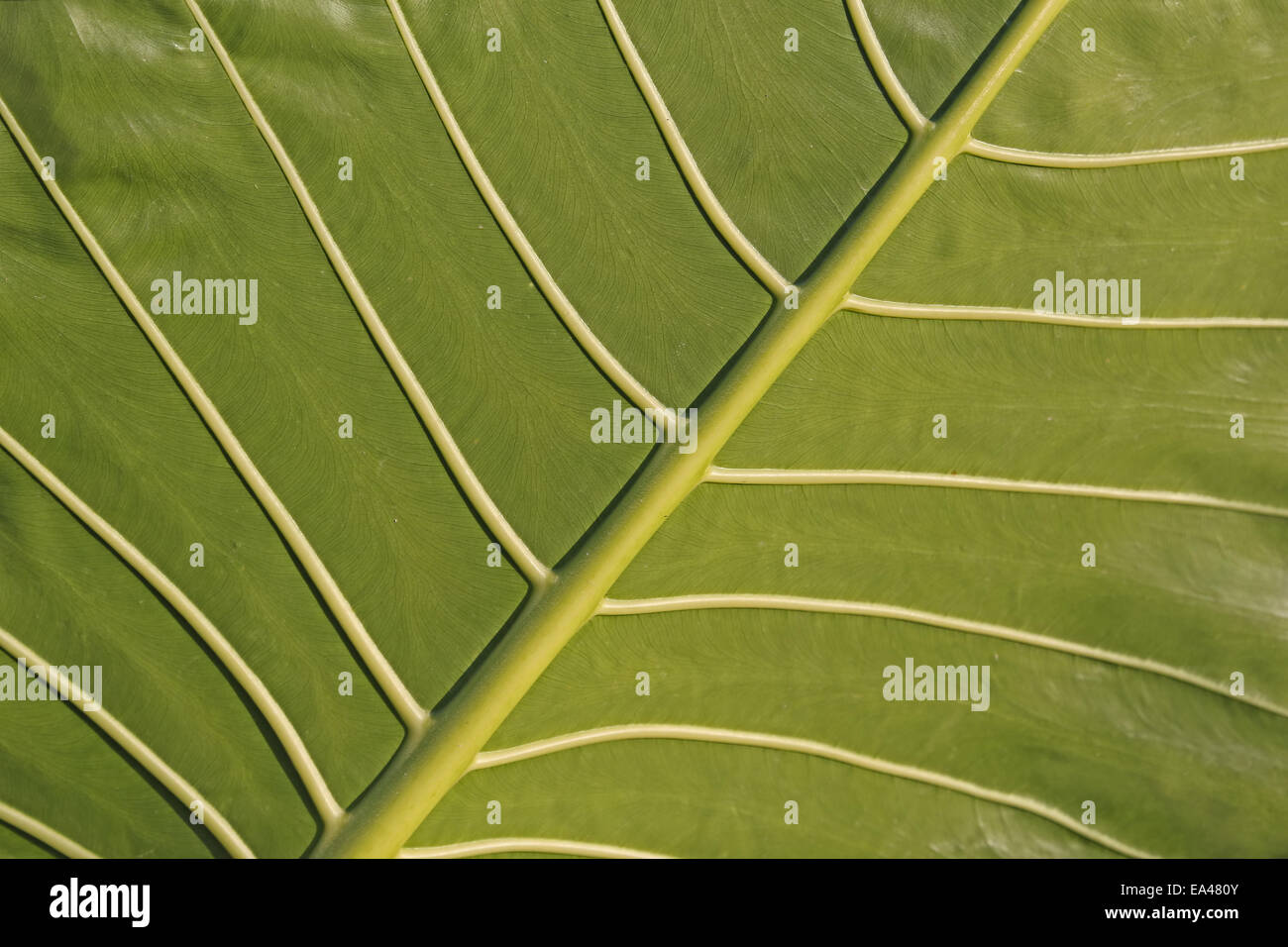 Superficie fogliare Foto Stock