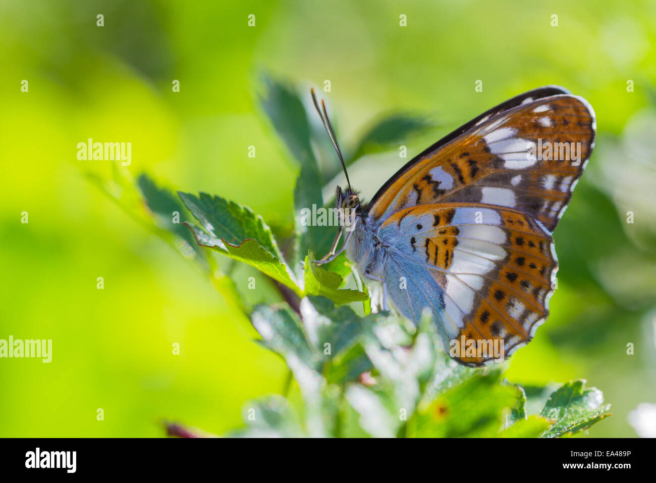Eurasian ammiraglio bianco Foto Stock