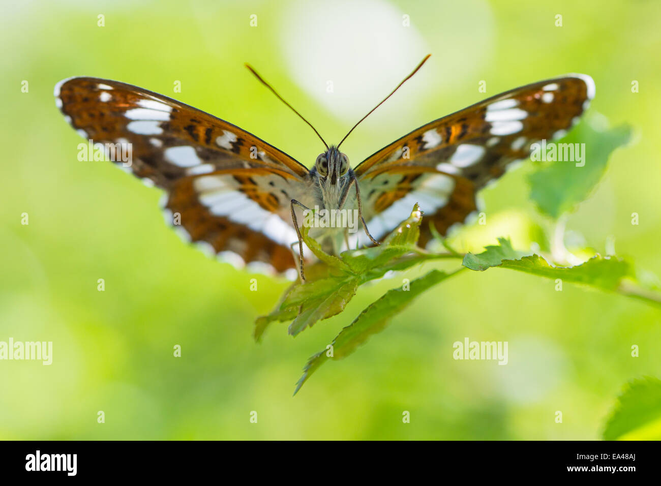 Eurasian ammiraglio bianco Foto Stock