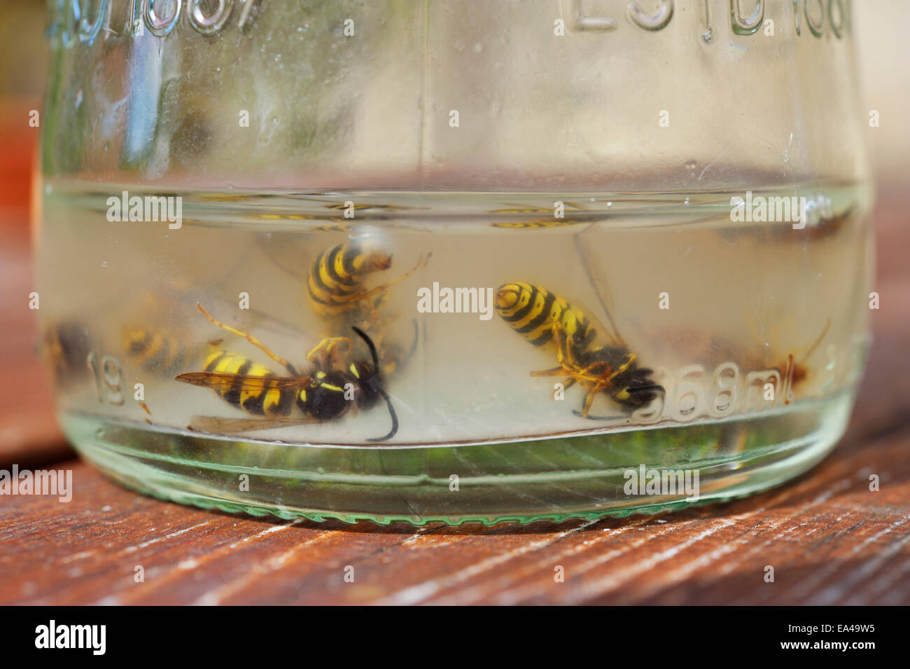 Comune di vespe, Vesputa vulgaris, annegati nel liquido zuccherino in una bottiglia di vetro, Wales, Regno Unito. Foto Stock