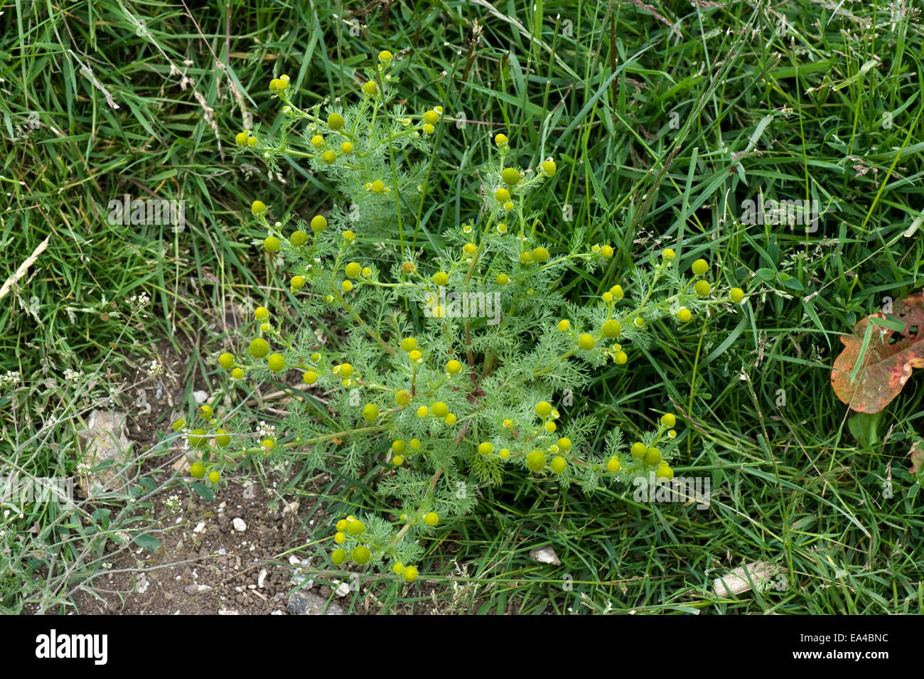 Mayweed Rayless o ananas erbaccia, Chamomilla suaveolens, fioritura weed agricola in massa a riposo Foto Stock