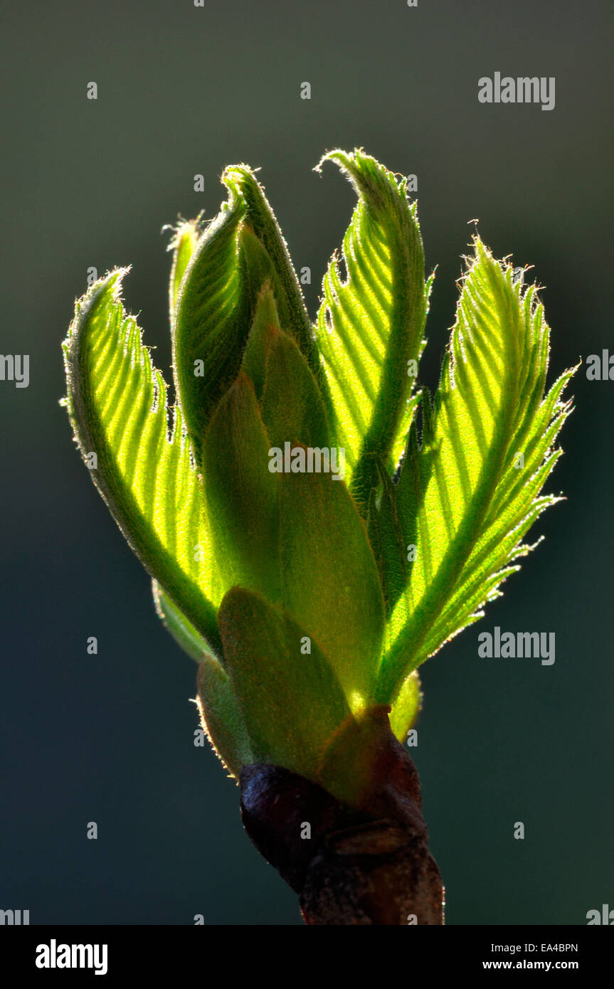 Dolci fresche foglie di castagno appena emergente nella primavera del Regno Unito Foto Stock