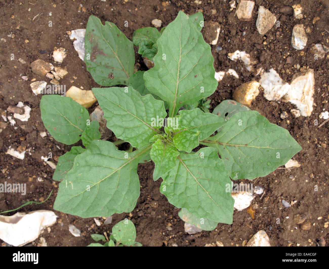 Erba Morella, Solanum nigrum, impianti su wasteground seminativi infestante Foto Stock