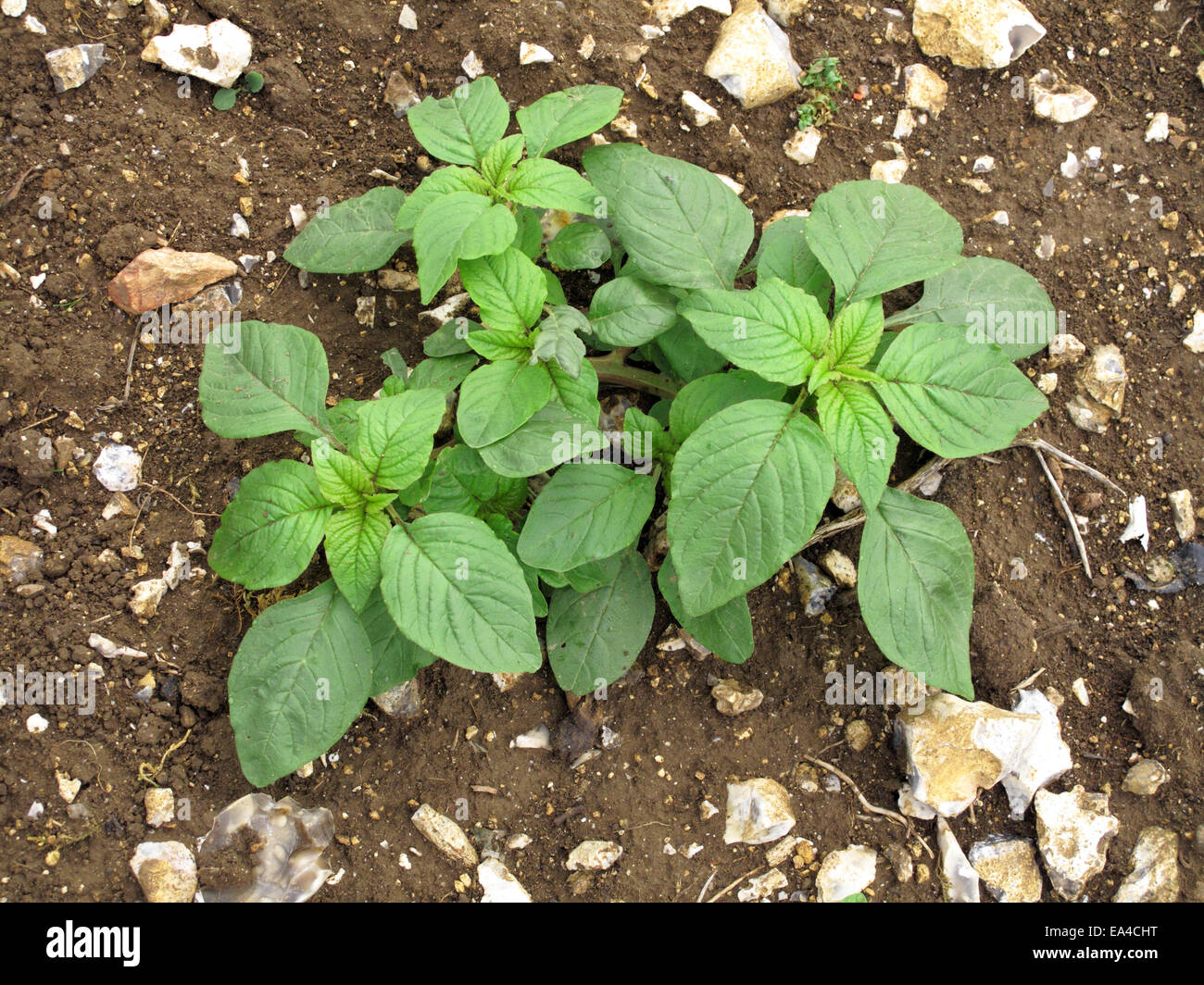 Comune, Amaranto Rosso-radicata pigweed, Amaranthus retroflexus, pianta giovane sui rifiuti di terreni agricoli Foto Stock