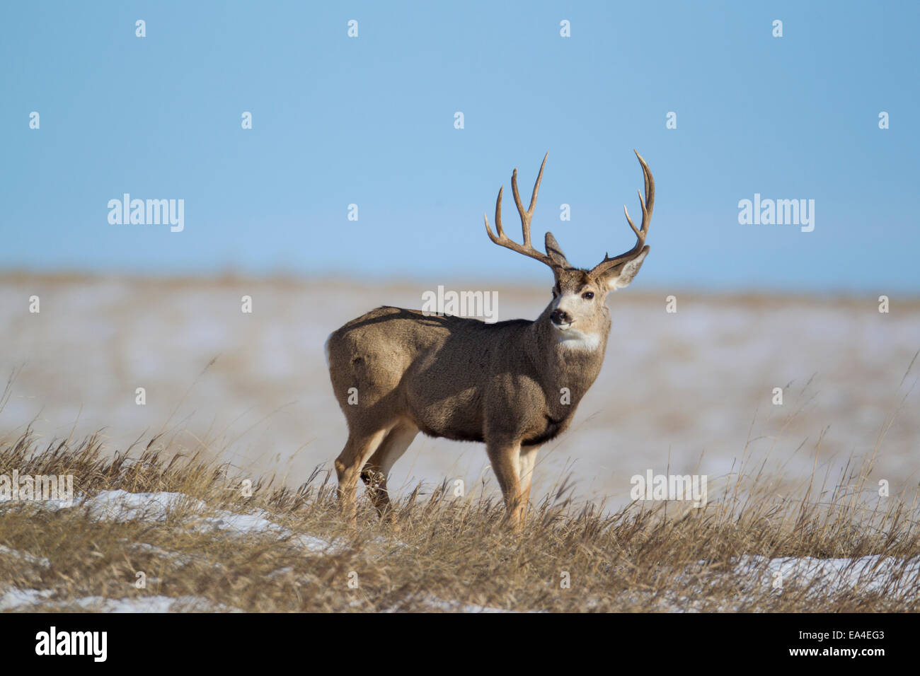 Mule Deer buck sulla le praterie del sud Dakota Foto Stock