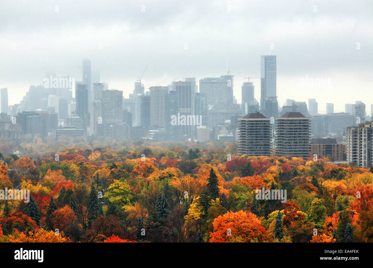 Toronto Downtown office e condominio edifici di pioggia leggera con brillanti colori cade di midtown albero canopy in primo piano. Foto Stock