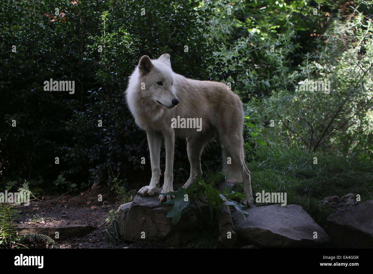 Close-up di tutta bianca della baia di Hudson lupo (Canis lupus hudsonicus) Foto Stock