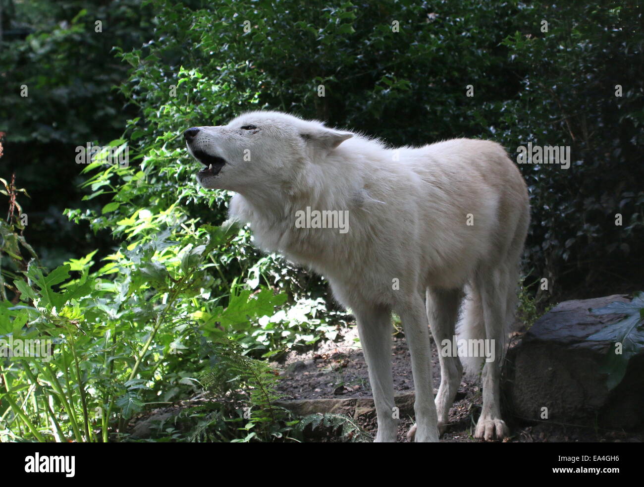 Ululati della Baia di Hudson lupo (Canis lupus hudsonicus) in close-up, di fronte alla fotocamera Foto Stock