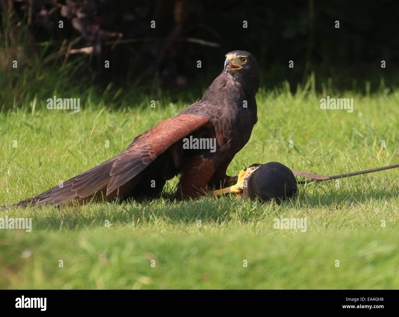 La Harris Hawk (Parabuteo unicinctus) durante una dimostrazione di Uccelli a Rotterdam Blijdorp Zoo, mostrando la sua abilità di caccia Foto Stock